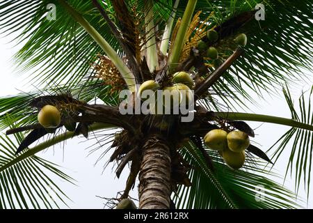 Palma di noce di coco al Villaggio di Dos Brazos, Penisola di Osa, Costa Rica. Foto Stock