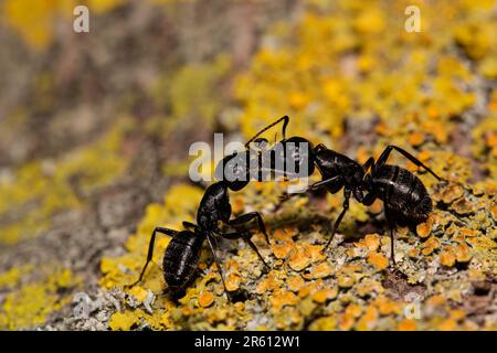 Primo piano di due formiche che combattono su una roccia ricoperta di muschio Foto Stock
