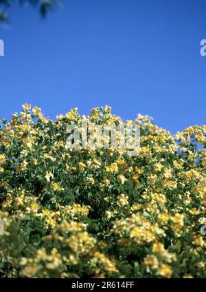 Australia. Flora. Fiori di cespuglio gialli. Cassia dorata (Senna candolleana). Foto Stock