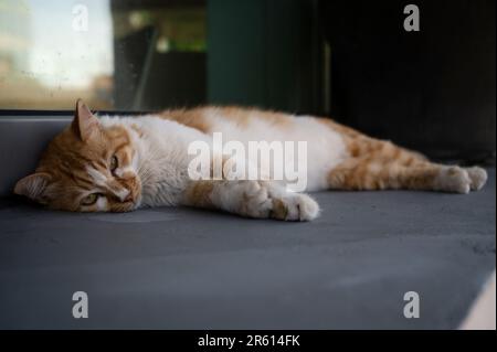 Un gatto tabby arancione e bianco vagante che dorme tranquillamente sul suo lato in una posizione rilassata e confortevole Foto Stock