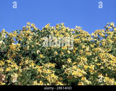 Australia. Flora. Fiori di cespuglio gialli. Golden Cassia Senna candolleana Foto Stock