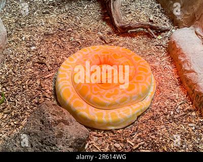 Albino Ball phyton allo zoo, vista ravvicinata Foto Stock