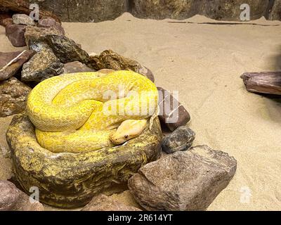 Albino Ball phyton allo zoo, vista ravvicinata Foto Stock