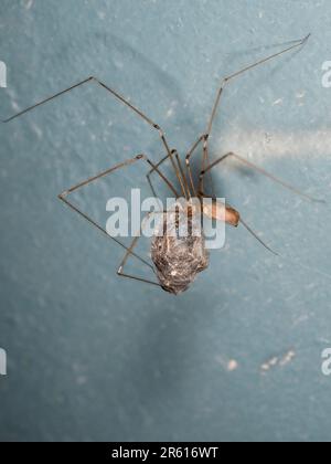 Cantina marrone o ragno a zampe lunghe papà, Pholcus phalangoides, con preda legata alla seta in una casa del Regno Unito Foto Stock