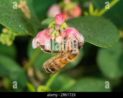 Honeybee, Apis mellifera, nutrirsi dei fiori primoricissimi dell'arbusto di bacca di neve, Symphoricarpos albus Foto Stock