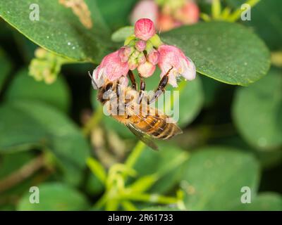 Honeybee, Apis mellifera, nutrirsi dei fiori primoricissimi dell'arbusto di bacca di neve, Symphoricarpos albus Foto Stock