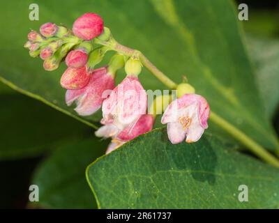 Primi fiori rosa e bianchi dell'arbusto deciduo di bacca di neve, Symphoricarpos albus Foto Stock