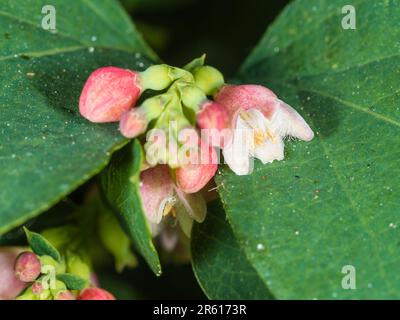 Primi fiori rosa e bianchi dell'arbusto deciduo di bacca di neve, Symphoricarpos albus Foto Stock