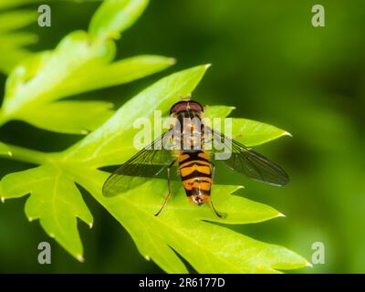 Episyrphus balteatus, sorvola di marmellata maschile che riposa su una foglia in un giardino britannico Foto Stock