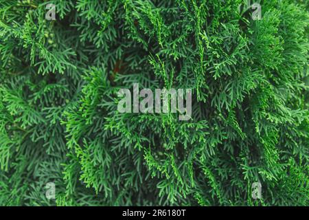 Rami verdi dell'albero thuja sfondo naturale pianta astratto. Foto Stock