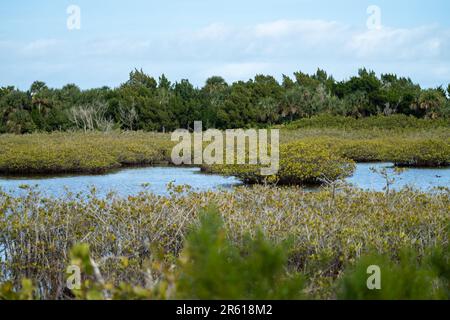 Paesaggio palustre presso il Merritt Island National Wildlife Refuge in Florida Foto Stock