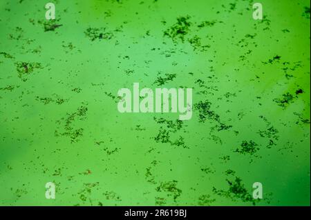 Alghe morte e scarpata di laghetto galleggiano in cima all'acqua verde in una piscina. Messa a fuoco superficiale. Foto Stock