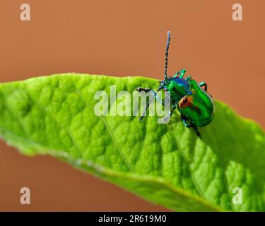 Un coleottero di Doggane che si appollaiava sulla foglia Foto Stock