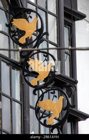 Surrey, Regno Unito - Aprile 5th 2023: Piccioni all'esterno della casa pubblica tre Pigeons nella città di Guildford nel Surrey, Regno Unito. Foto Stock