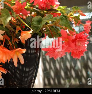 Cascading salmone rosa e arancio chiaro Tuberous Begonia fiori in una piantatrice appesa in primavera nel Wisconsin, USA Foto Stock