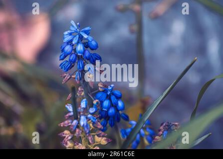 Un primo piano di vibranti giacinti d'uva. Foto Stock