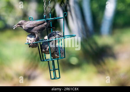 Starling giovanile, Sturnus vulgaris, su un alimentatore di uccelli da giardino. Foto Stock