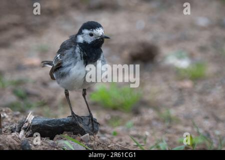 Coda di cavallo (Motacilla alba) sulle rive del Golden Loch, Fife, Scozia, Regno Unito. Foto Stock