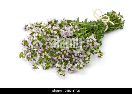 Bouquet di timo fresco rosa fiorito primo piano isolato su fondo bianco Foto Stock