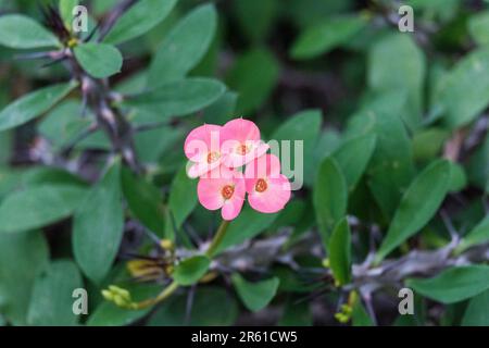 Un vivace bouquet rosa di fiori in fiore con lussureggiante fogliame verde e diversi germogli, adagiato su uno sfondo piano Foto Stock