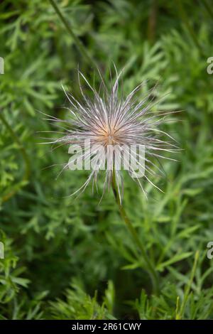 Pulsatilla vulgaris seme su una pianta all'aperto primo piano Foto Stock