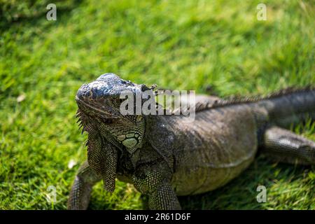Una foto ravvicinata di una grande iguana in un parco in Ecuador Foto Stock