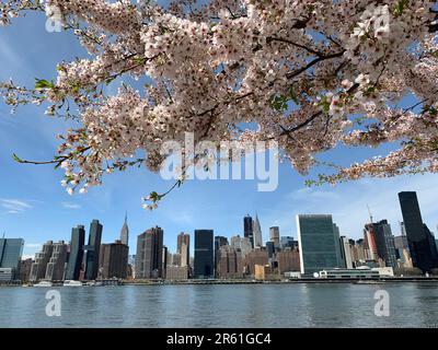 Un ramo di un albero fiorito di ciliegi incornicia lo skyline di Manhattan e gli edifici di New York City Foto Stock