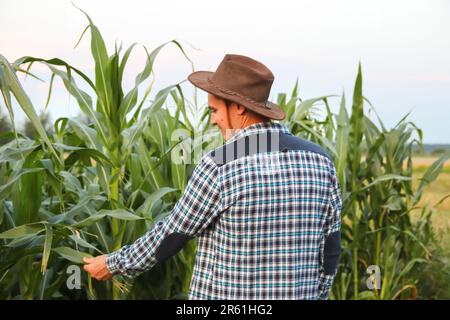 Uomo che tocca la pianta di mais. Caucasico calmo coltivatore di mais maschio in tute passeggiate lungo il campo di mais. Vista posteriore. Cappello da cowboy Foto Stock