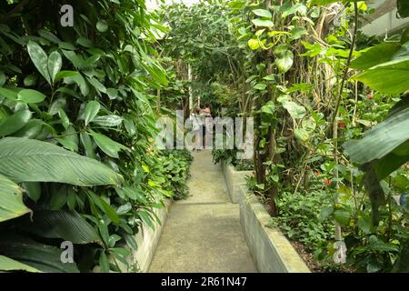 Famiglia in visita alla Casa delle Farfalle di Collodi, all'interno del giardino di Villa Garzoni, Collodi, Italia Foto Stock