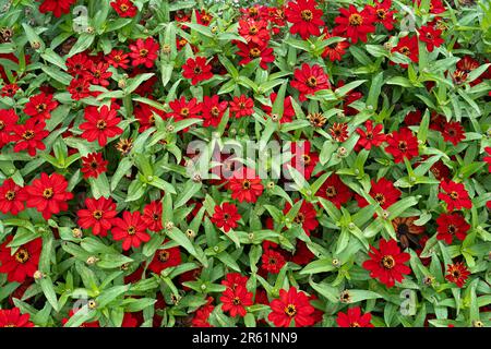 Uno sfondo di finnie rosse e sinuose. Foto Stock
