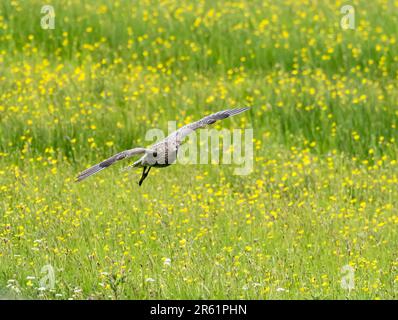 Un Curlew eurasiatico, Numenius arquata presso la riserva naturale di Geltsdale vicino a Brampton, nel North Pennines, Cumbria, Regno Unito. Foto Stock