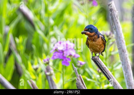 Granaio Swallow (Hirundo rustica) raccolta materiale di annidamento Foto Stock
