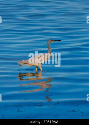 Un maestoso airone della barriera corallina orientale (Egretta sacra) che sorvola un tranquillo laghetto Foto Stock