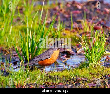 American Robin in piedi in palude prato e foraging per il cibo nel suo ambiente e habitat circostante. Immagine Robin. Foto Stock
