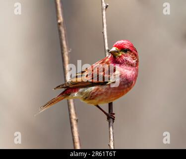 Finch maschio primo piano vista laterale, arroccato su un ramo che mostra piumaggio di colore rosso con uno sfondo marrone nel suo ambiente e habitat circostante. Foto Stock