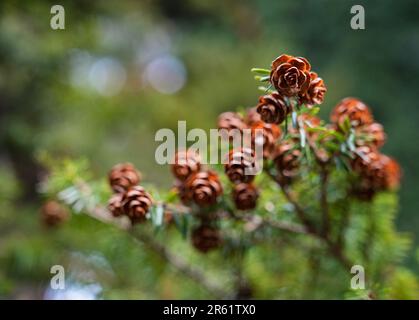 Un maestoso pino che si erge alto contro uno sfondo ricco e scuro Foto Stock