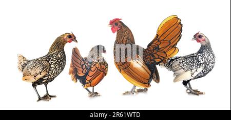 Pollo Sebright di fronte a sfondo bianco Foto Stock