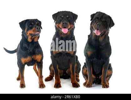 Di razza Rottweiler davanti a uno sfondo bianco Foto Stock