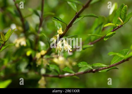 Fiori gialli di Lonicera nitida arbusto fuoco selettivo Foto Stock