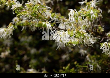 Primo piano dei sottili petali bianchi filiformi della focalizzazione selettiva Loropetalum chinense Foto Stock