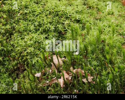 primo piano del muschio verde nel bosco: huperzia selago e campylopus introflexus Foto Stock