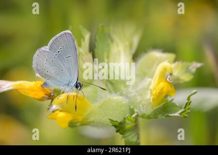 Piccola farfalla blu - Cupido minimus - che riposa su un fiore del grattolo giallo europeo, Rhinanthus alectorolophus Foto Stock