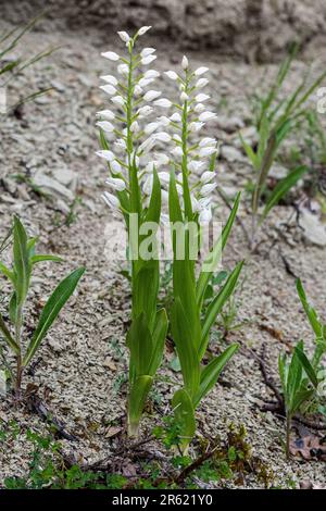 Helleborina con foglie di spada (Cephalanthera longifolia) Foto Stock