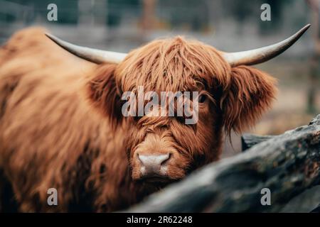 Primo piano di una mucca scozzese in un paddock Foto Stock