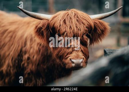 Primo piano di una mucca scozzese in un paddock Foto Stock