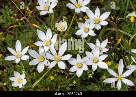 Stella comune di Betlemme (Ornithogalum umbellatum) fiori, una pianta bulbosa perenne fioritura in maggio, Italia, Europa Foto Stock