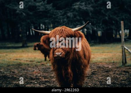 Primo piano di una mucca scozzese in un paddock Foto Stock