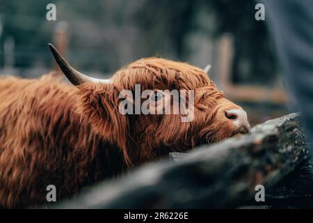 Primo piano di una mucca scozzese in un paddock Foto Stock