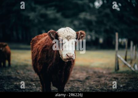 Primo piano di una mucca scozzese in un paddock Foto Stock