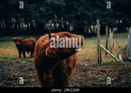 Primo piano di una mucca scozzese in un paddock Foto Stock